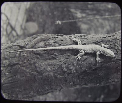Glas Magische Laterne Dia ZELLEIDECHSE UM 1890 FOTO REPTIL