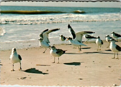 Postcard 4x6 SC Ring Billed Gulls Hilton Head Island Beach