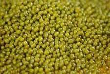Moong Bean Whole Vigna Radiata Green Gram Sabut Hare Mung for Sprouting