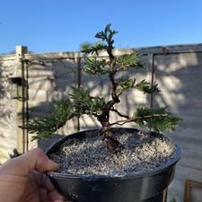 Juniper Bonsai