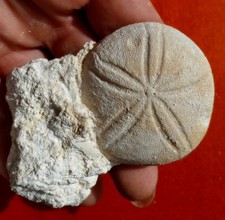 OURSIN FOSSILE ÉOCÈNE DE GIRONDE , ECHINOLAMPAS