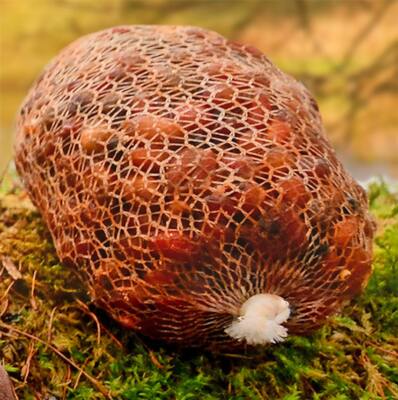PVA Mesh Refill Stocking x 5 metres 25mm 37mm carp boilies barbel particle