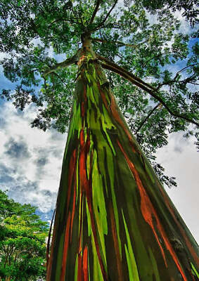 Rainbow Eucalyptus deglupta, Guaranteed, Genuine, Unhybridized, Tree Seedling Sa