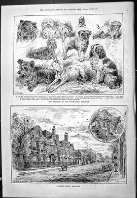 Old 1886 Toy Terriers Dog Westminster Aquarium Fairfax House Mortlake Victorian
