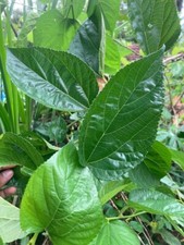 Dried Mulberry Leaves Crystal Red Cherry Shrimp Organic Protein Food 100 Leaves