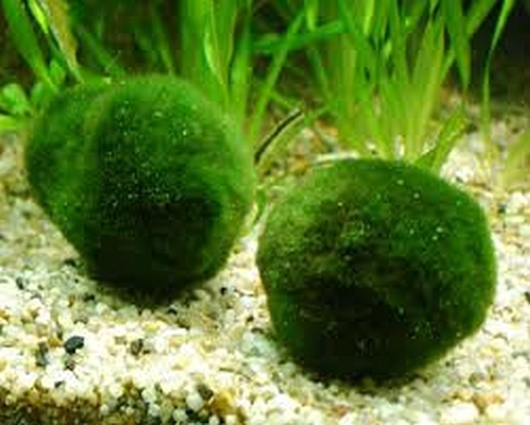 Marimo s-l1200.jpg