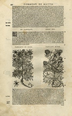 Antique Print-Botany-Thistle-Mattioli-p. 394-Anonymous-1572