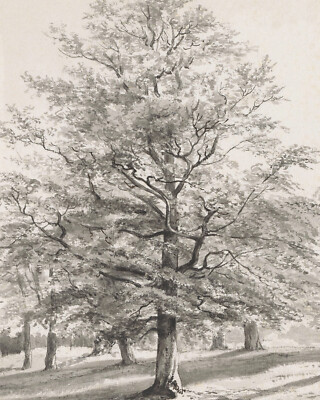 Antique Landscape with Trees Drawing Reproduction Giclee Print on Fine Art Paper