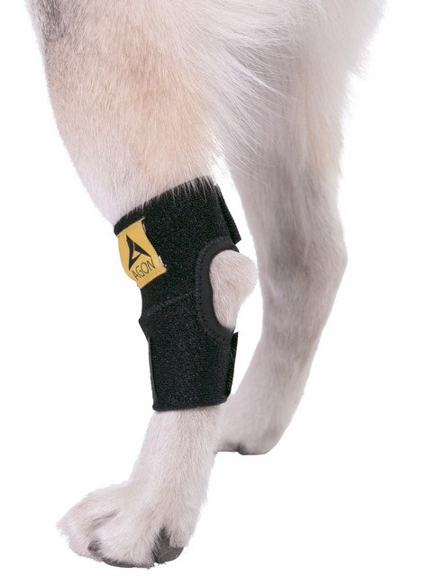dog ankle brace