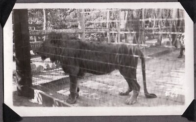 VINTAGE PHOTOGRAPH GAYS LION FARM ZOO EL MONTE LOS ANGELES CALIFORNIA OLD PHOTO