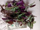 Zebrina Wandering Jew Plants,2,Easy and fast to grow,1 lg, 1 sm, Both beautiful!