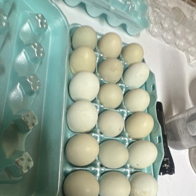 Americana eggs 12+
