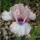 Gate to Paradise Dwarf Iris Freshly Dug 1 Rhizomes