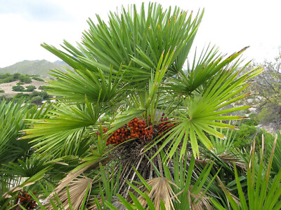 European Fan Palm, Chamaerops humilis, Tree Seeds (Evergreen, Fast, Showy)  | eBay