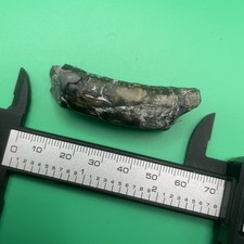 Partial Sperm Whale Tooth Fossil From Venice, Florida Polished