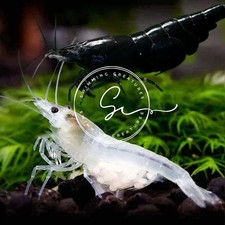 10 Premium Neocaridina Shrimp Black Snow Live Freshwater Aquarium 5 Black5 Snow 