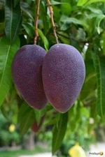 Rare Thai Purple Mango - 2 seeds, fresh