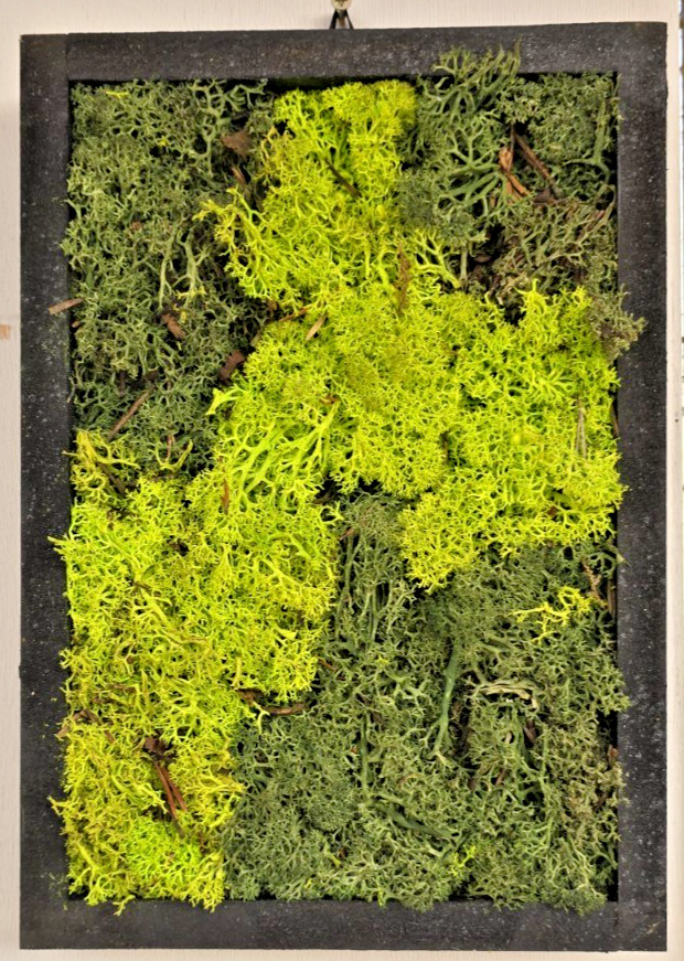 Mini Quadro Vegetale Stabilizzato 6x23 cm - Design Muschio da Parete