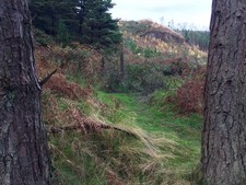 Photo 12x8 Trees framing Darren Fawr Pontycymer View through trees and acr c2017