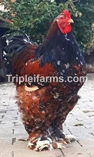 12+ GIANT LARGE FOWL ~PORCELAIN BRAHMA~ fertile chicken hatching eggs ~QUALITY~