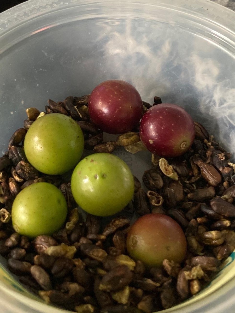 Muscadine Grape Vine Seeds Carolina Grown 10 + Seeds USA Grown | eBay