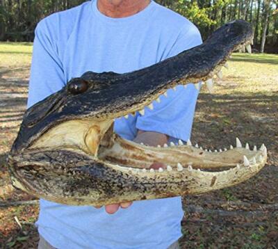 13'' Alligator Head From a 9 Foot Louisiana Gator Taxidermy Swamp Wars Authentic