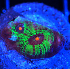 Corals of Eden ~ WYSIWYG Live Coral Frag ~ Avatar Chalice Coral LPS SPS Soft — photo 2