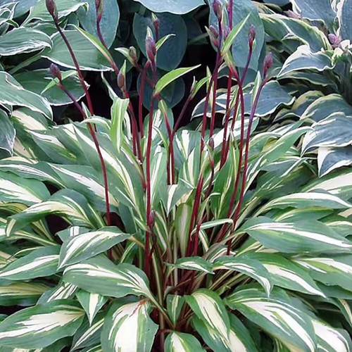 100/500 Pz Giardino Di Fiori Hosta Plantaginea Giardino Di Semi Di Piante ▼