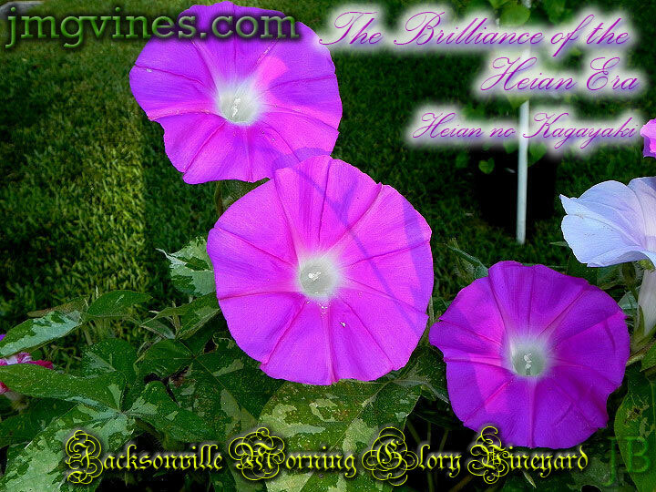 The Brilliance of the Heian Era/Heian no Kagayaki Japanese Morning