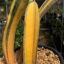 Real Pict Sansevieria Super Pink Bat Variegated Rare Uniqe Snake Plant