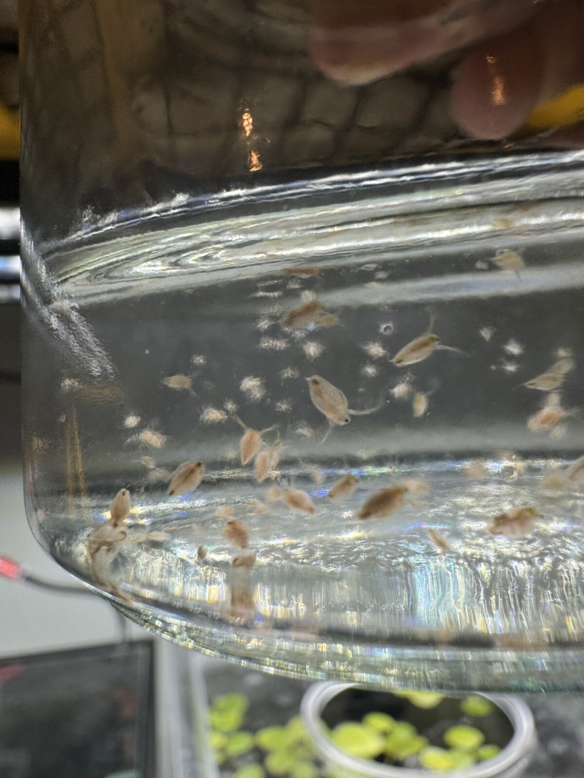 Betta Fish Food Live Daphnia For Betta 50+ Premium Russian Red