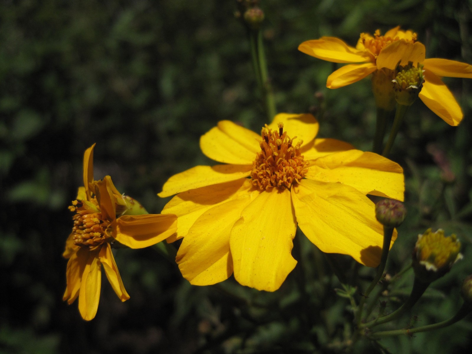 Tagetes lemmonii Mount Lemmon Marigold 10 seeds eBay