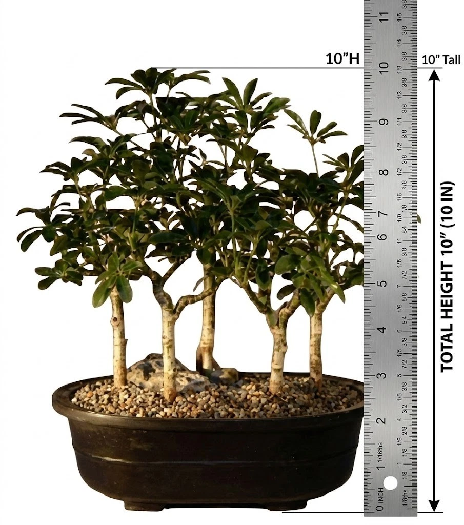 Finished Bonsai Bonsais for sale - eBay