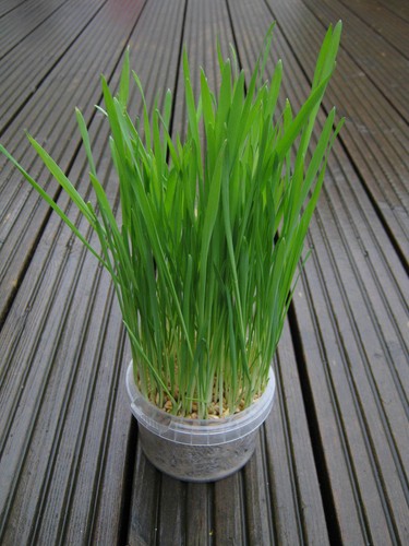 75g - Cat grass seeds - mixed cat grass oat, barley, rye & wheat seeds - 75g - Picture 7 of 8