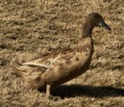 12 Khaki Campbell Duck Hatching Eggs