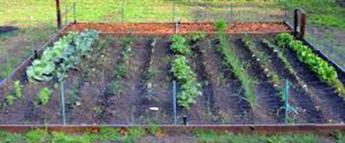 Semillas de verduras, colección de semillas de verduras jardín mediana (20 tipos), reliquia,  - Imagen 1 de 1