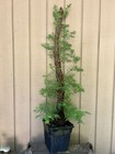 20+Y/O Rescue•Coast Redwood Tree Huge Burl (My BIGGEST!) From Seed NorCal Coast — photo 1