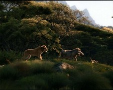 Seth Rogen Lion King Autographed Signed 8x10 Photo COA 2019-1