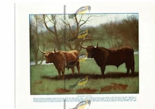 Highland Cattle, Book Illustration (Print), c1925