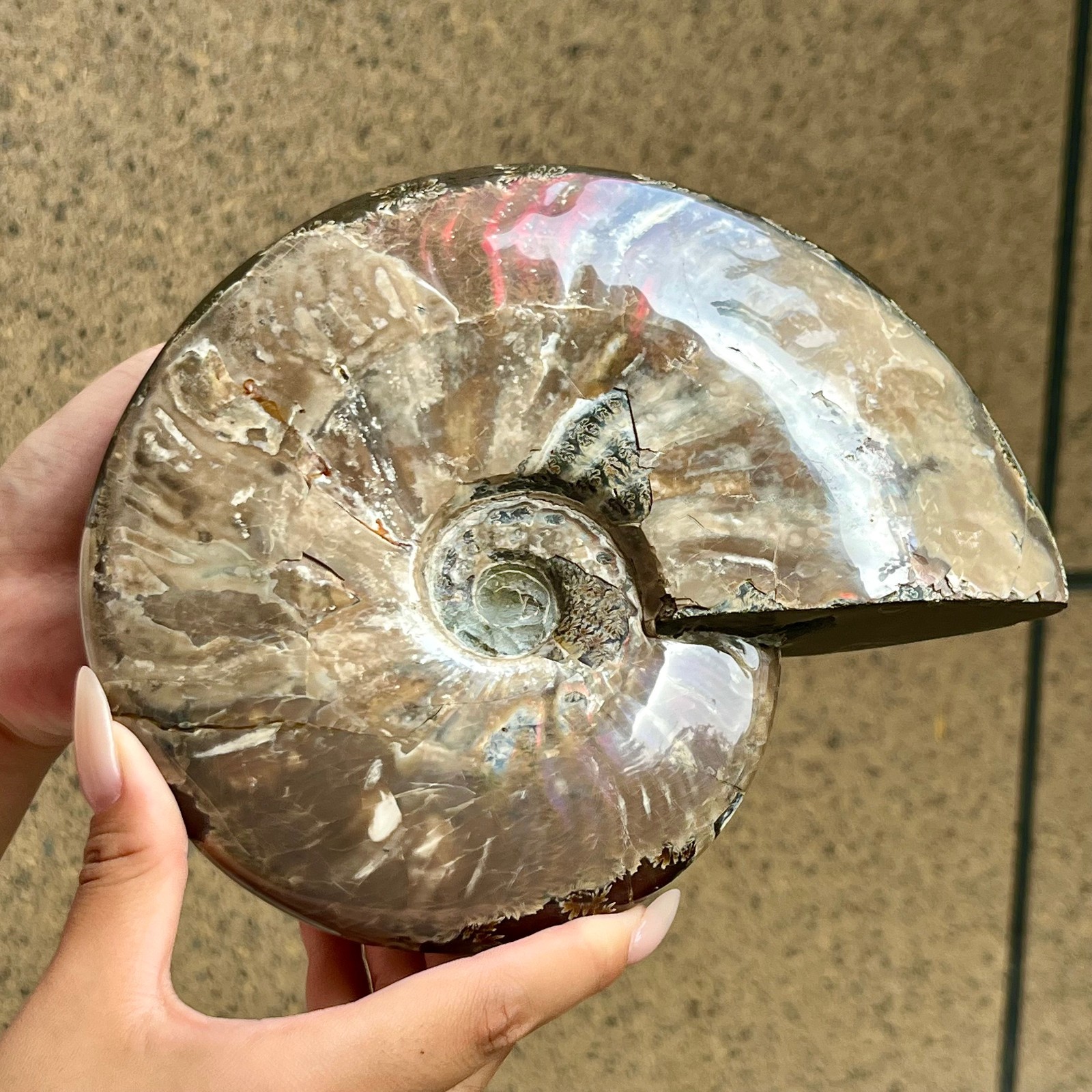 3.6 LB  Ammonite Fossil Conch Quartz Crystal Energy Specimen