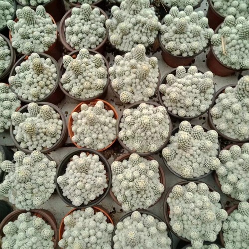 5-9CM Succulent Cactus Plant Escobaria Sneedii(Multi-Head)Cactaceae Garden Plant - Picture 6 of 21