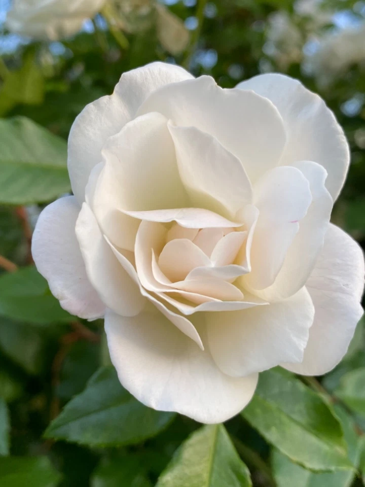 Stunning White Rose 5 Stem Cuttings for Rooting/Grafting, QUICK SHIP - Image 2 of 4