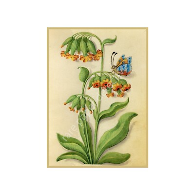 Botanical Print, Antique Flower Art with Butterfly, Reproduction Art, 5'' x 7''