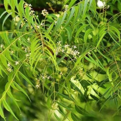 100g Neem Freshly Picked Dried Leaves Ceylon Herbal Organic Pure Premium Quality