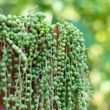 Senecio rowleyanus String of Pearls in 9cm Pot - Trailing Succulent Indoor Plant
