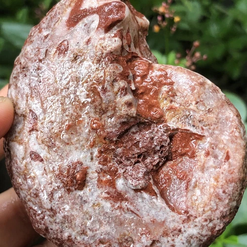 153gr 驚くべきペルミアン 全体 ラフ 薄い アンモナイト 化石 モルスカ - 画像11/11