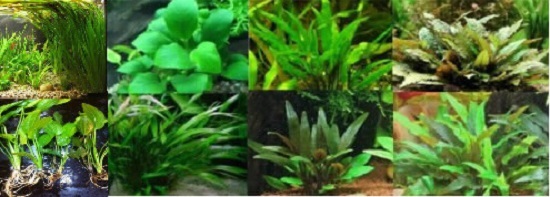 Plantes de aquarium Anubia Cryptocoryne Echinodorus Vallisneria