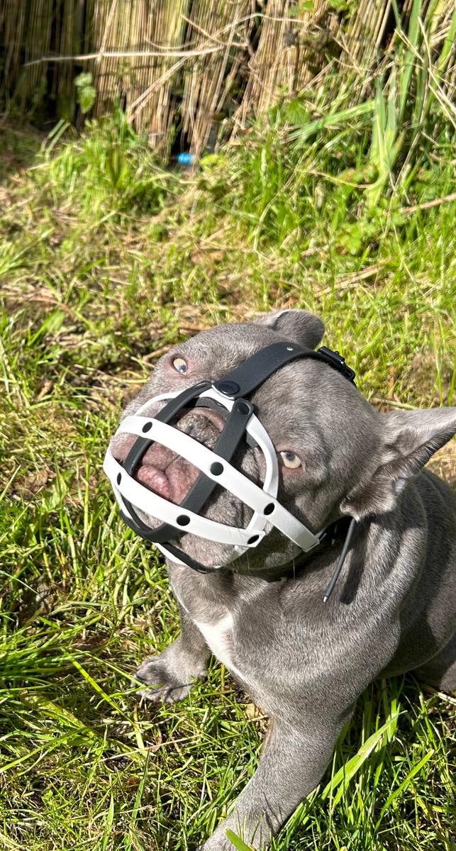 Biothane Muzzle Best Dog Muzzle To Prevent Biting Muzzle Training