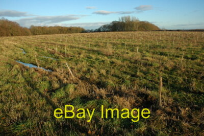 Photo 6x4 Tree saplings near Slade Wood A field of recently planted tree  c2009