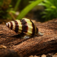 10 Assassin Snail